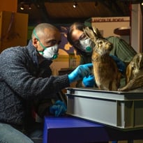 Visites découvertes "Dans les coulisses du Muséum en chantier"