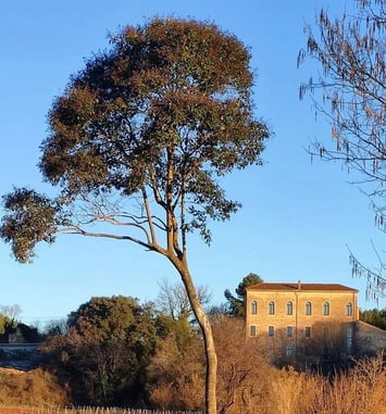 Les moulins de la Bastide Sainte Cecile des Arcs, Ecomusée de l'Olive