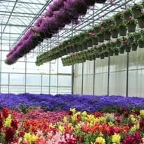Visite guidée de l'exploitation horticole Valbray