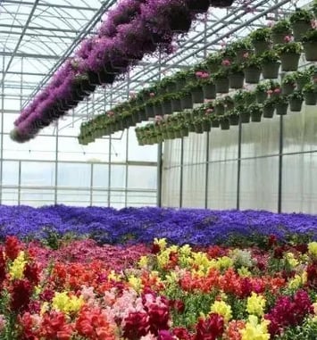 Visite guidée de l'exploitation horticole Valbray