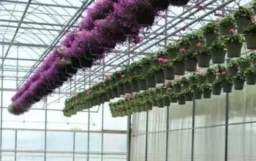 Visite guidée de l'exploitation horticole Valbray