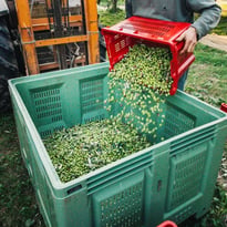 Patrimoine naturel et agricole : découverte de l'Oliveraie