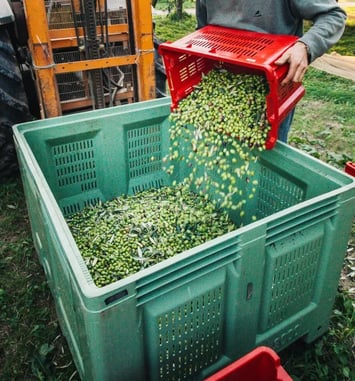 Patrimoine naturel et agricole : découverte de l'Oliveraie